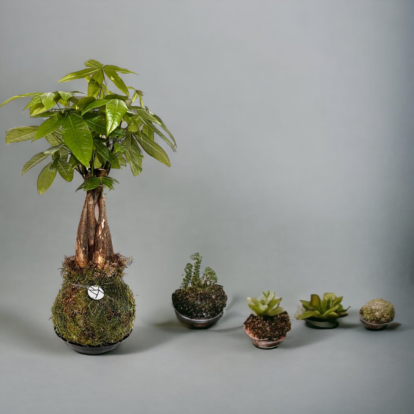 KOKEDAMA: A World of Wonder