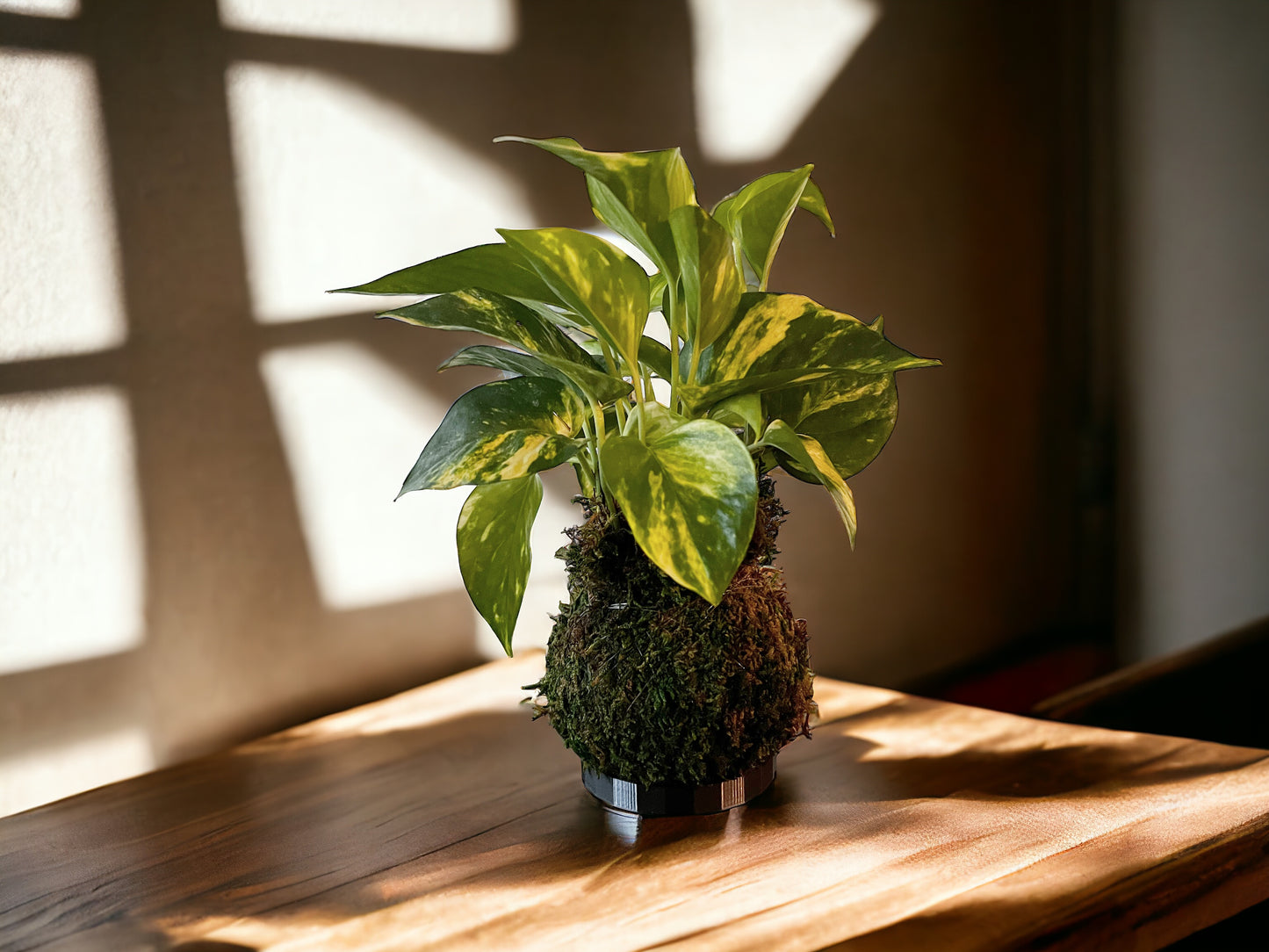 KOKEDAMA: A World of Wonder